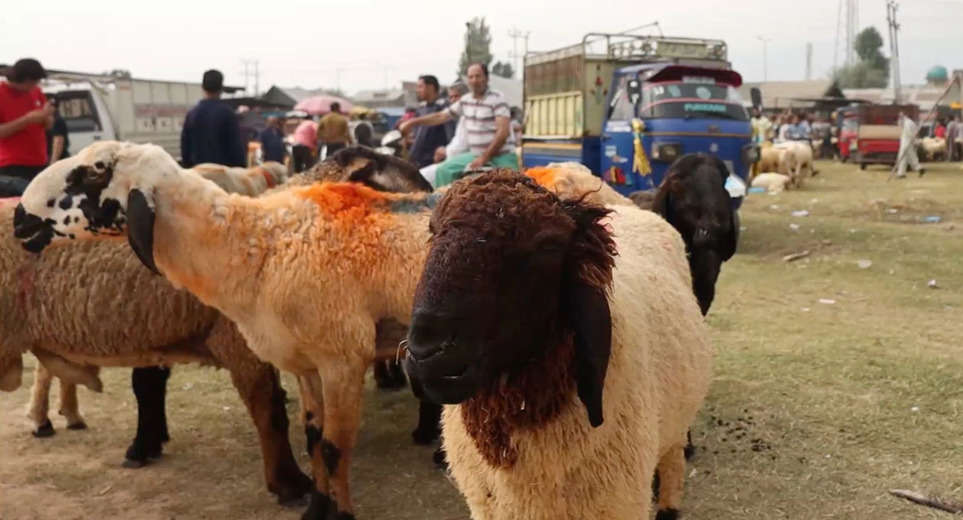 Eid-ul-Adha 2023: Before Bakrid 2023, traders are disappointed due to the huge decline in the sale of goats and sheep, what is going on?