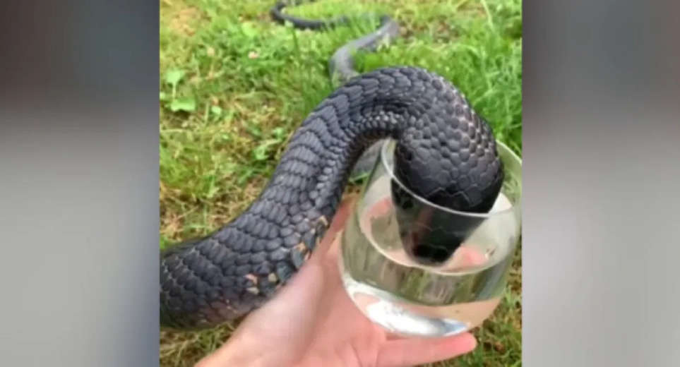 Trending News: Cobra was also affected by the heat, see how it quenched its thirst